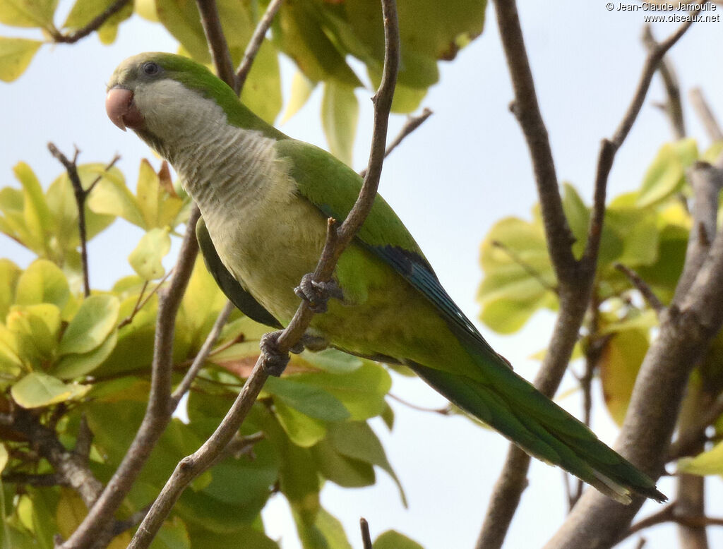 Monk Parakeetadult, identification, aspect, Flight