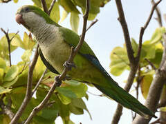 Monk Parakeet