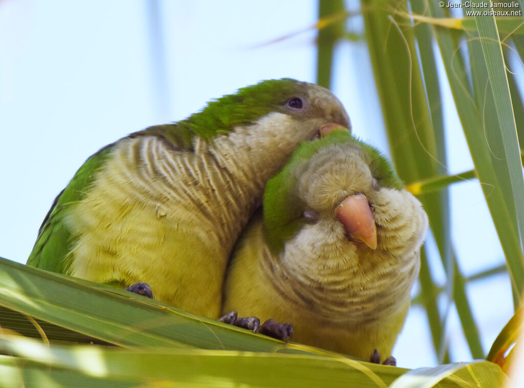 Monk Parakeet