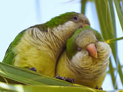 Monk Parakeet