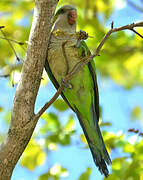 Monk Parakeet