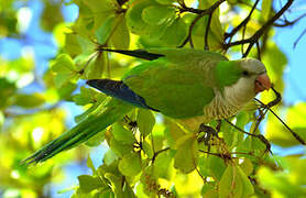 Monk Parakeet