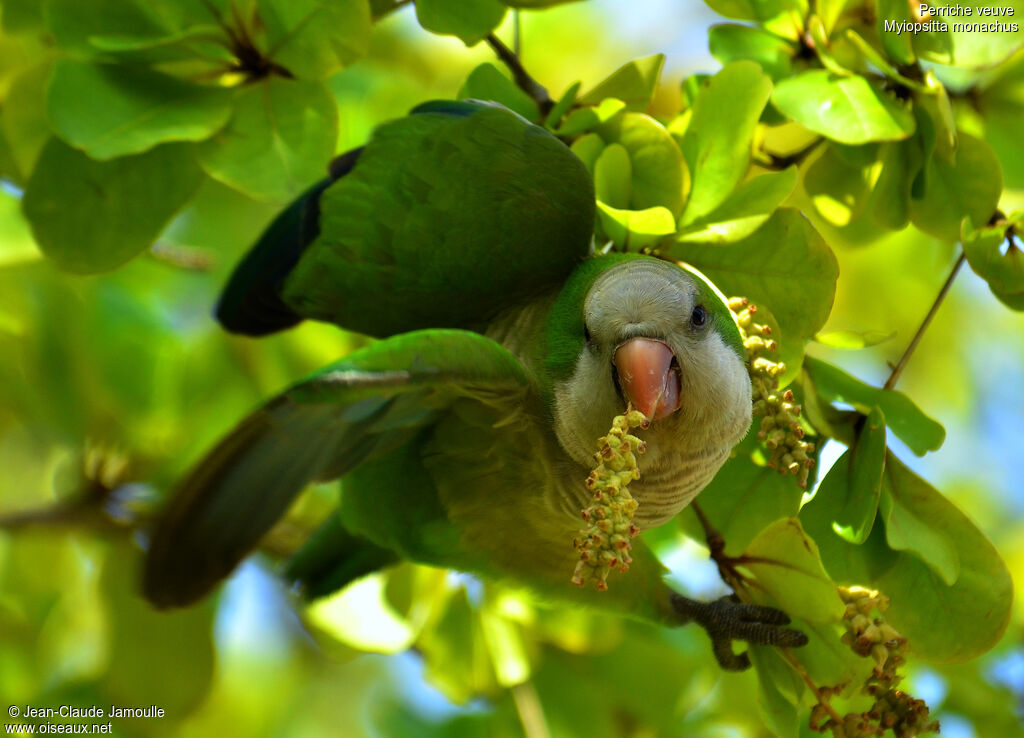 Monk Parakeet, feeding habits