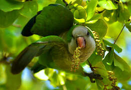 Monk Parakeet