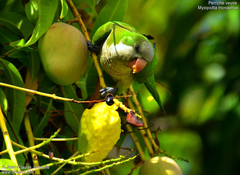 Monk Parakeet, feeding habits, Behaviour