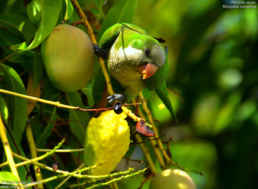 Monk Parakeet, feeding habits, Behaviour