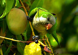 Monk Parakeet