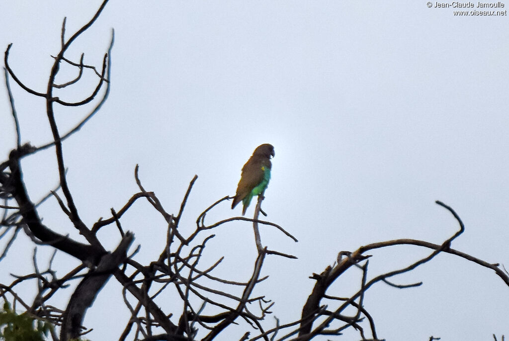 Meyer's Parrot