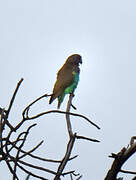 Meyer's Parrot