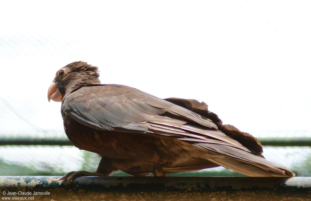 Lesser Vasa Parrot