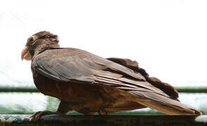 Lesser Vasa Parrot