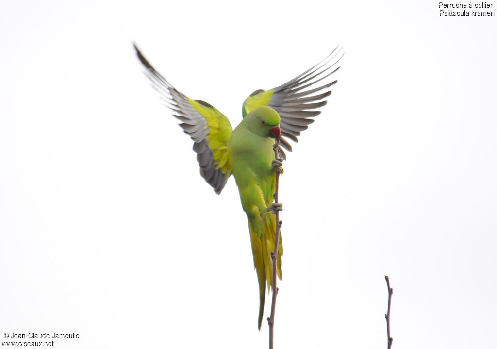 Rose-ringed Parakeet female, Behaviour