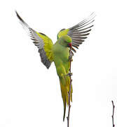 Rose-ringed Parakeet