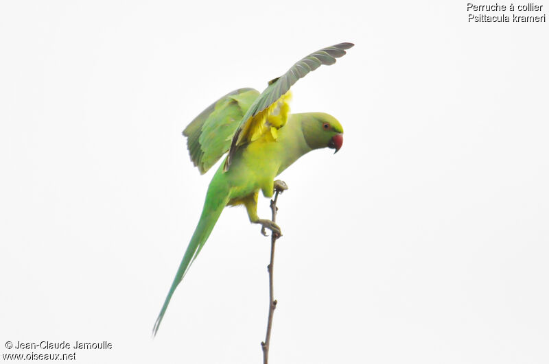 Rose-ringed Parakeet female