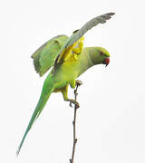 Rose-ringed Parakeet