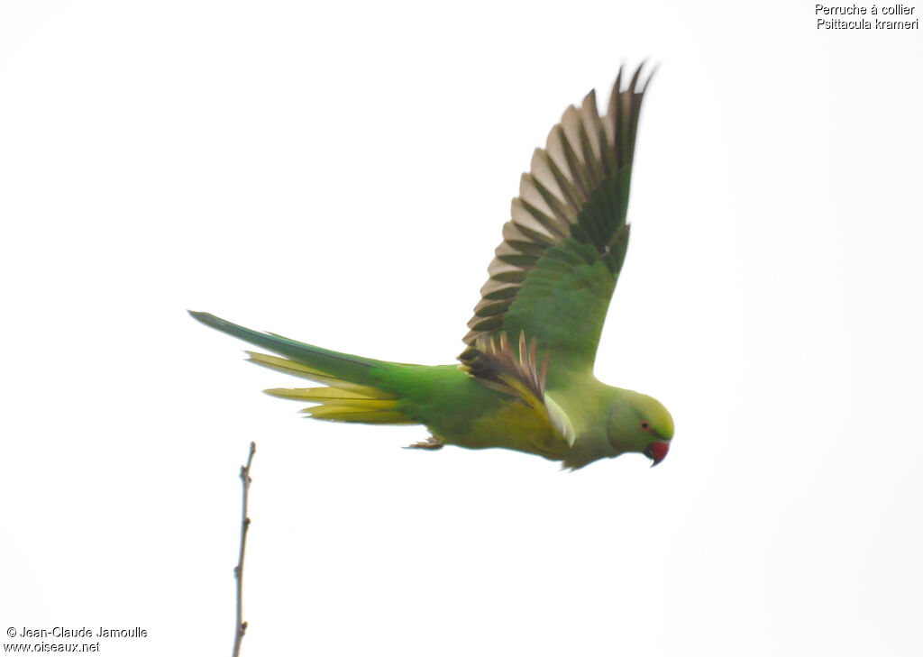 Rose-ringed Parakeet female