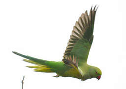 Rose-ringed Parakeet