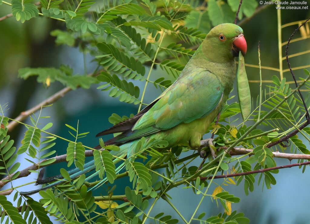 Rose-ringed Parakeet, eats