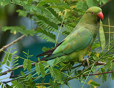 Rose-ringed Parakeet