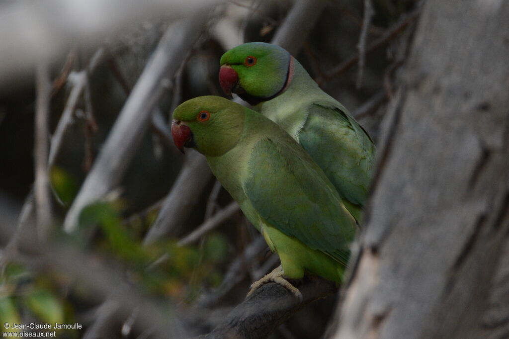 Rose-ringed Parakeet , Reproduction-nesting