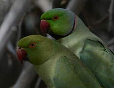 Rose-ringed Parakeet