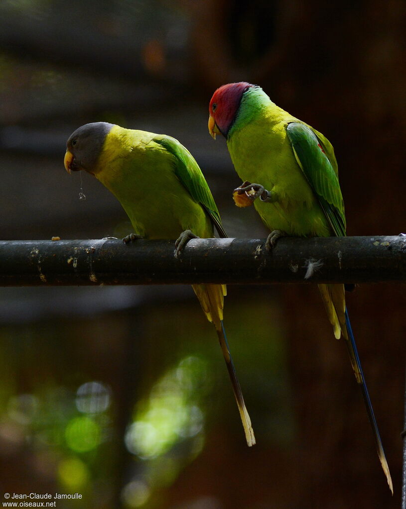 Plum-headed Parakeet 