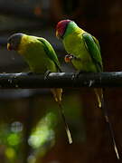 Plum-headed Parakeet