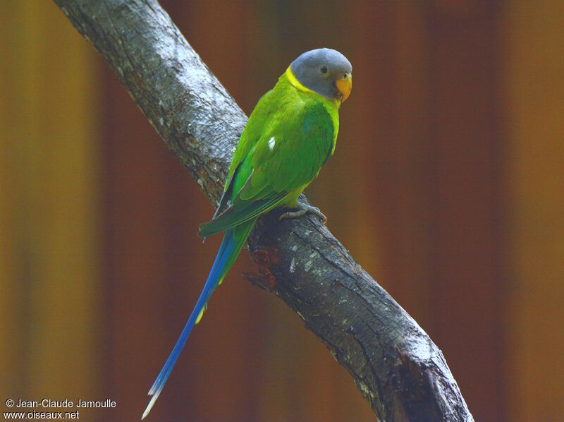 Plum-headed Parakeet female