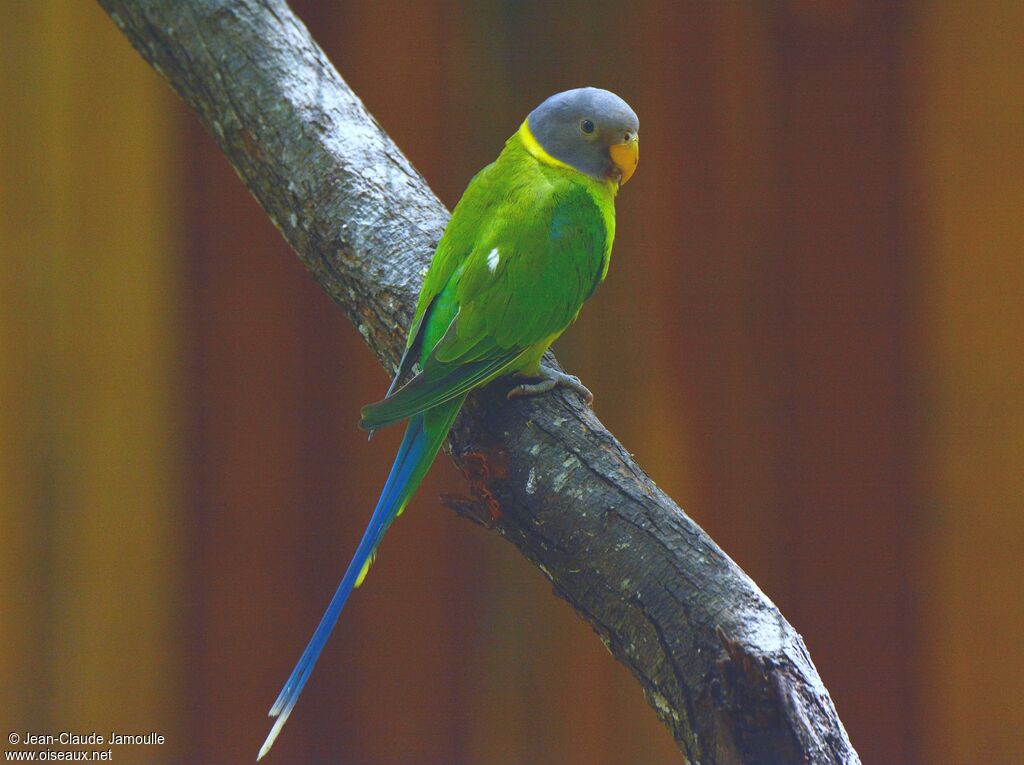 Plum-headed Parakeet female