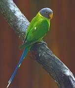 Plum-headed Parakeet