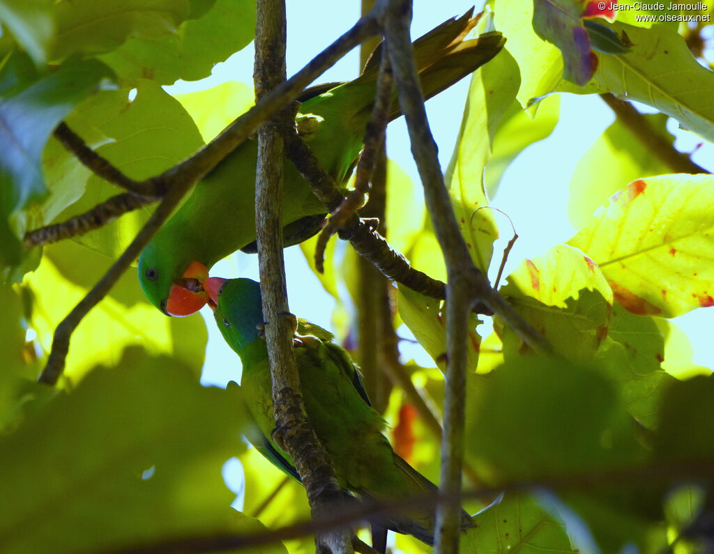 Blue-naped Parrot, eats