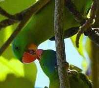 Blue-naped Parrot