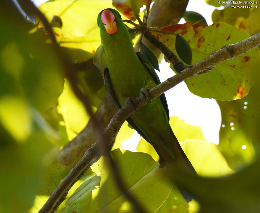 Blue-naped Parrot