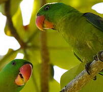 Blue-naped Parrot