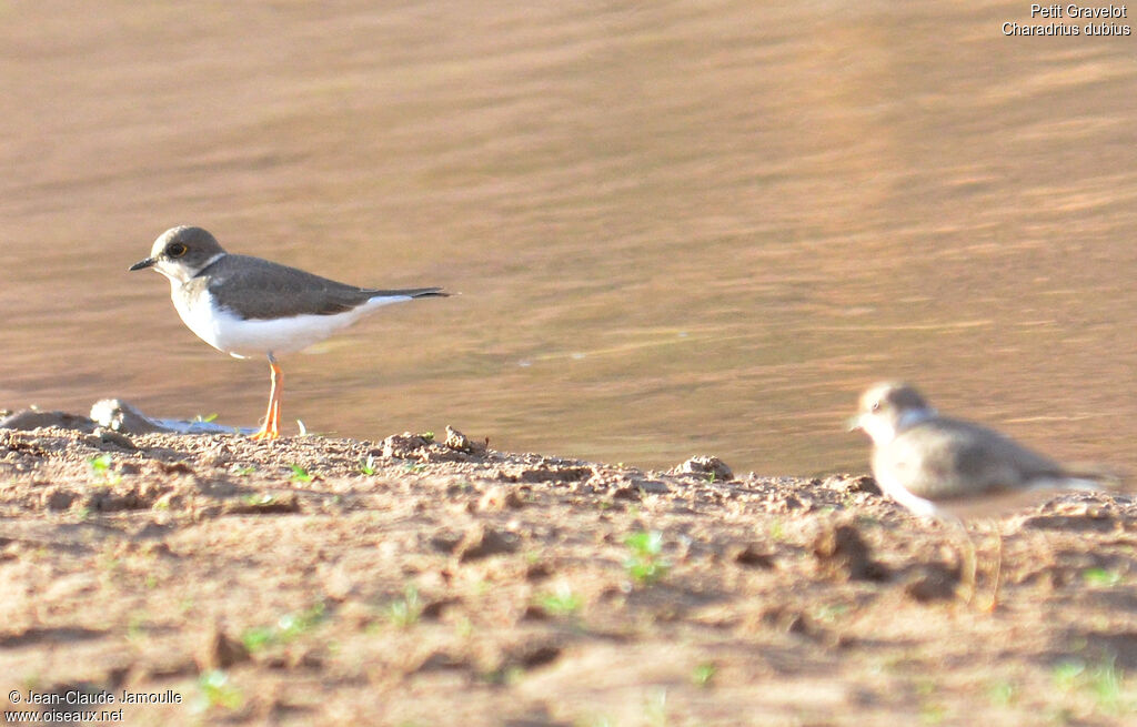 Little Ringed Plover