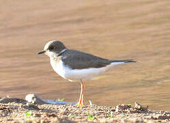 Little Ringed Plover