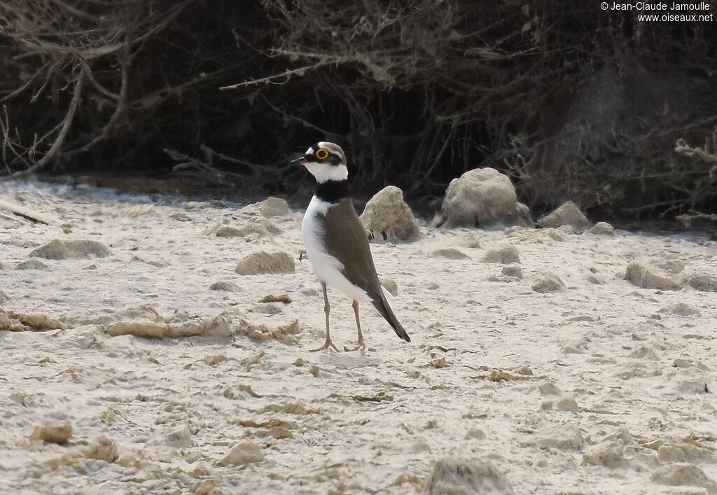 Little Ringed Plover male adult breeding