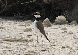 Little Ringed Plover