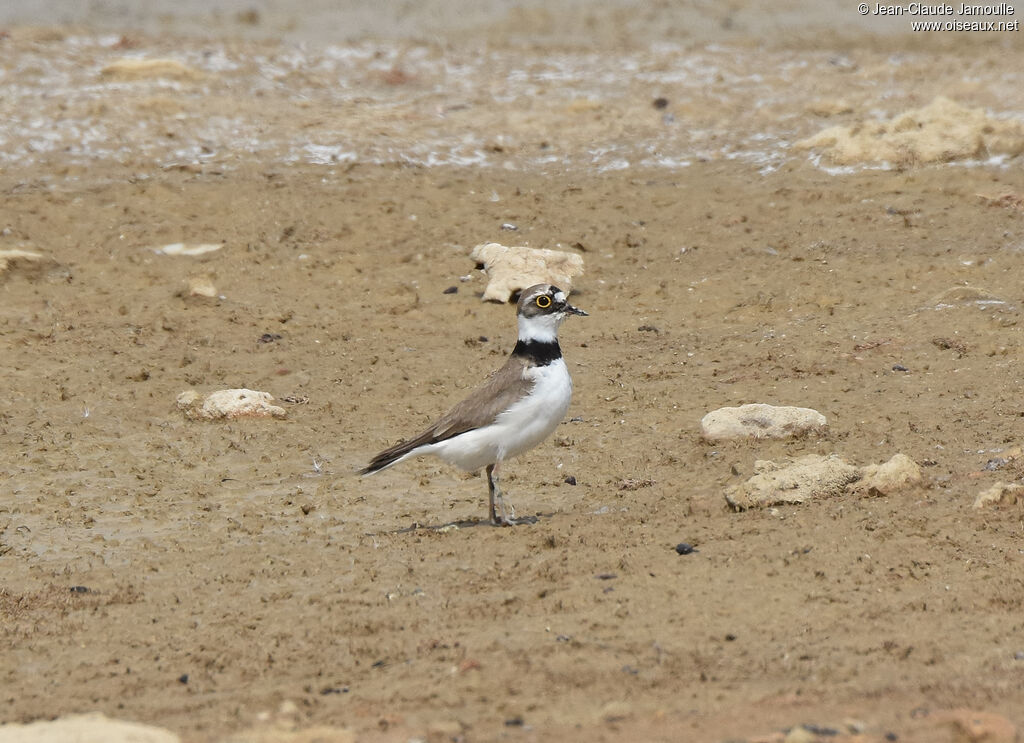 Little Ringed Plover female adult breeding