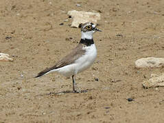 Little Ringed Plover