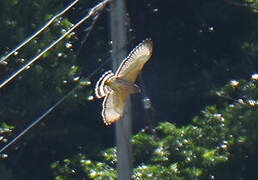 Broad-winged Hawk