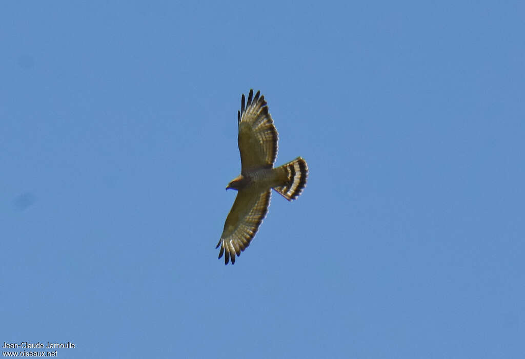 Broad-winged Hawkadult, Flight