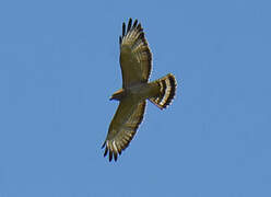 Broad-winged Hawk