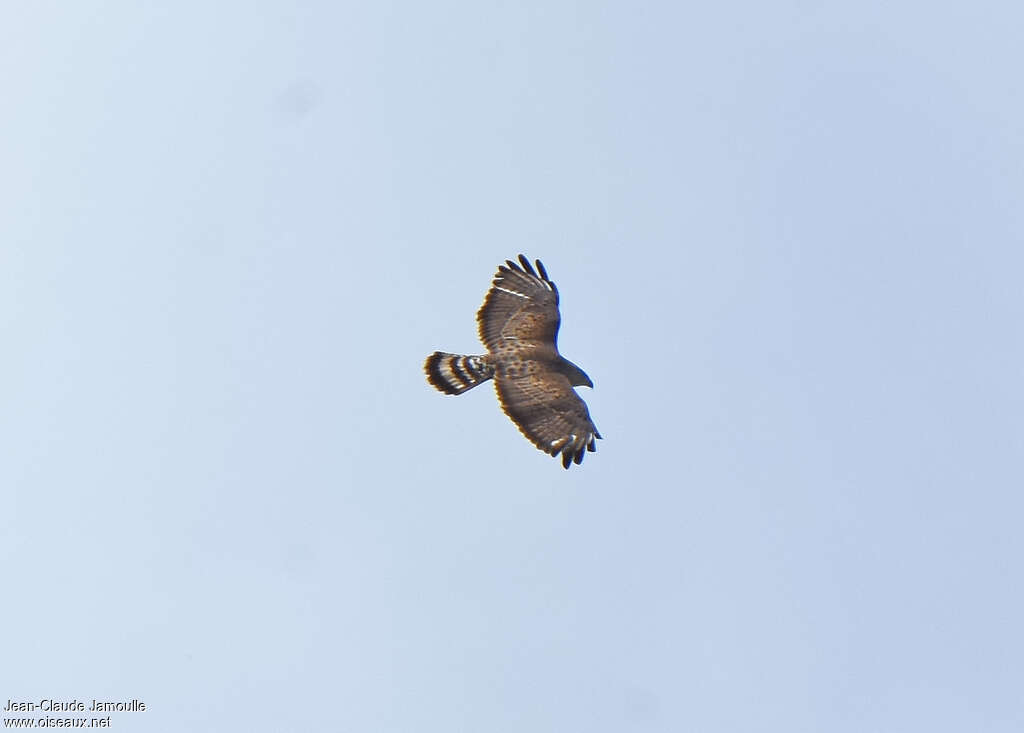 Broad-winged Hawkadult, Flight