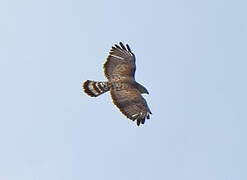 Broad-winged Hawk