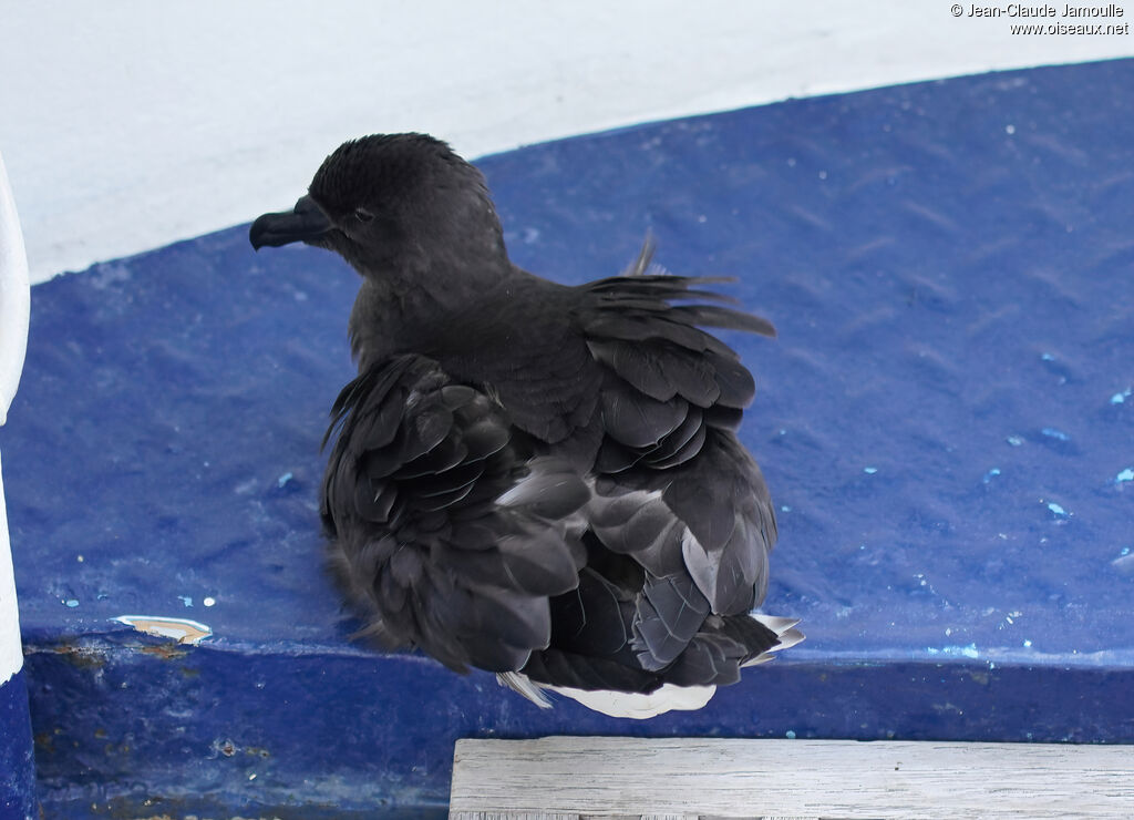 Tahiti Petrel, care
