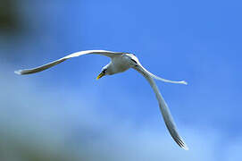 White-tailed Tropicbird