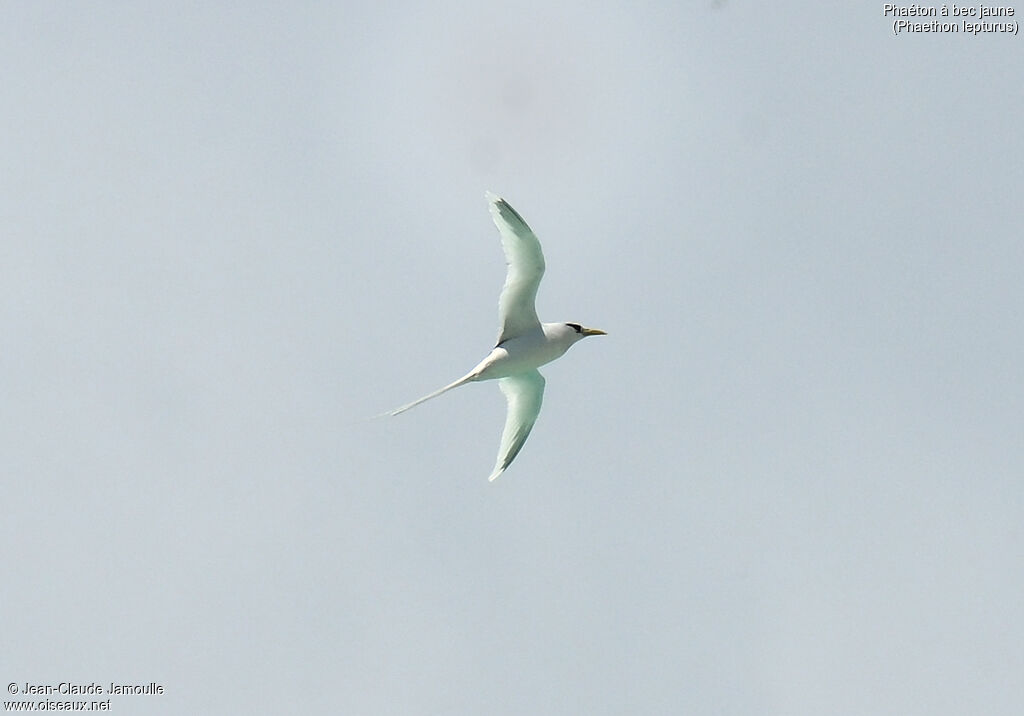 White-tailed Tropicbirdadult, Flight