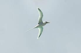 White-tailed Tropicbird