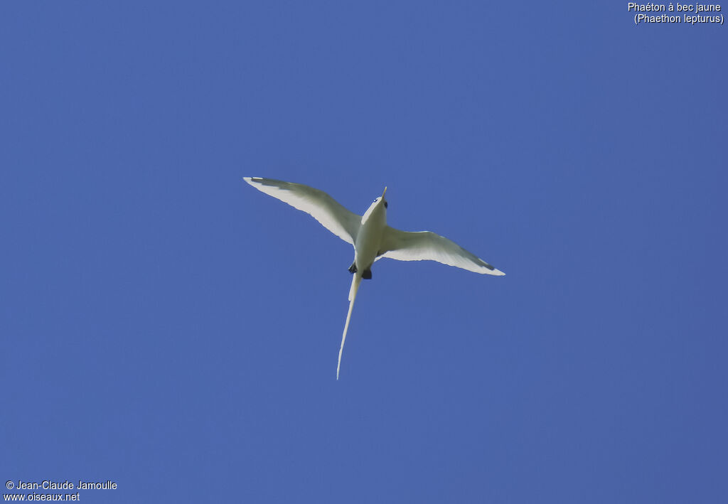 White-tailed Tropicbirdadult, Flight